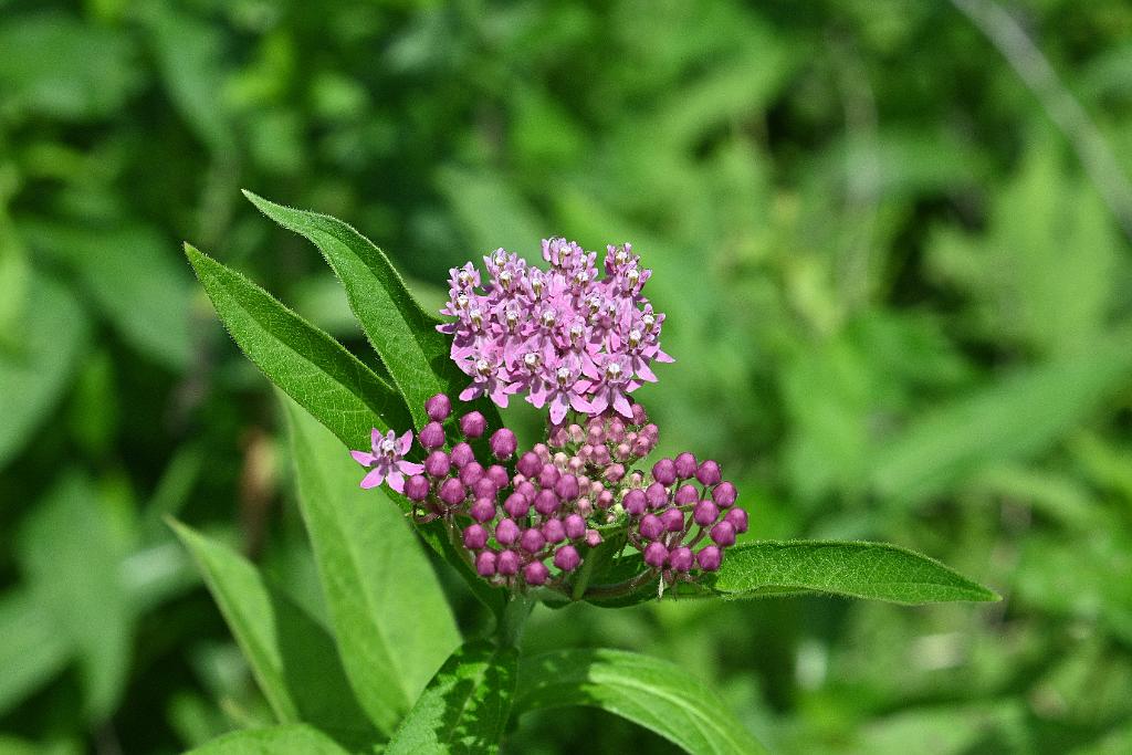2025-07199736 Tower Hill Botanic Garden, MA.JPG - Swamp Milkweed. New England Botanic Garden at Tower Hill, MA, 7-19-2025